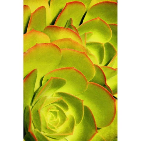 Sweet Succulents II Gold Ornate Wood Framed Art Print with Double Matting by Robertson, Leda