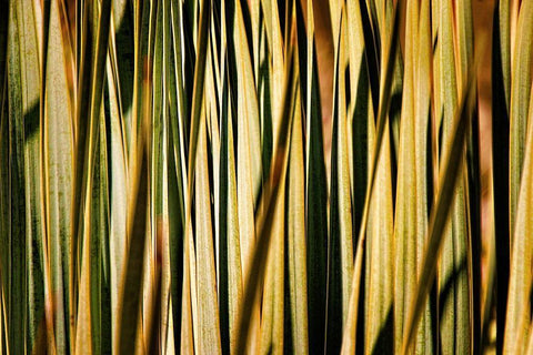 Desert Grasses I White Modern Wood Framed Art Print with Double Matting by Robertson, Leda
