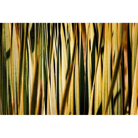 Desert Grasses I Black Modern Wood Framed Art Print by Robertson, Leda