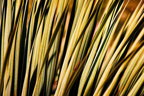 Desert Grasses II White Modern Wood Framed Art Print with Double Matting by Robertson, Leda