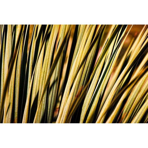 Desert Grasses II Gold Ornate Wood Framed Art Print with Double Matting by Robertson, Leda