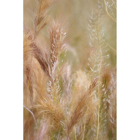 Dreamy Summer I  Black Modern Wood Framed Art Print by Robertson, Leda