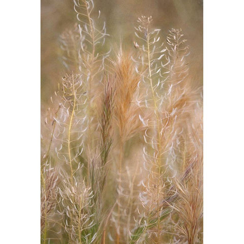 Dreamy Summer II Black Modern Wood Framed Art Print with Double Matting by Robertson, Leda