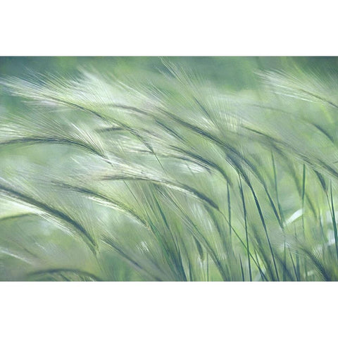 Gentle Dreams  White Modern Wood Framed Art Print by Robertson, Leda