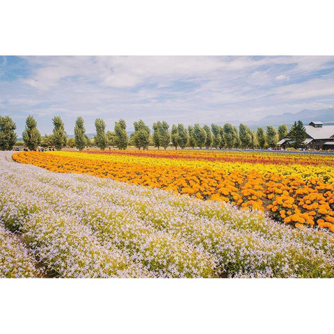 Flowers in Hokkaido I  Black Modern Wood Framed Art Print with Double Matting by Lefer, Clement
