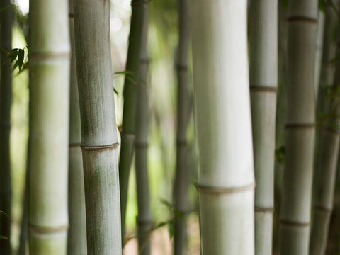 Huntington II White Modern Wood Framed Art Print with Double Matting by Mourier, Lily