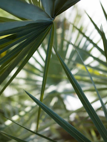 Transcending II Black Ornate Wood Framed Art Print with Double Matting by Mourier, Lily