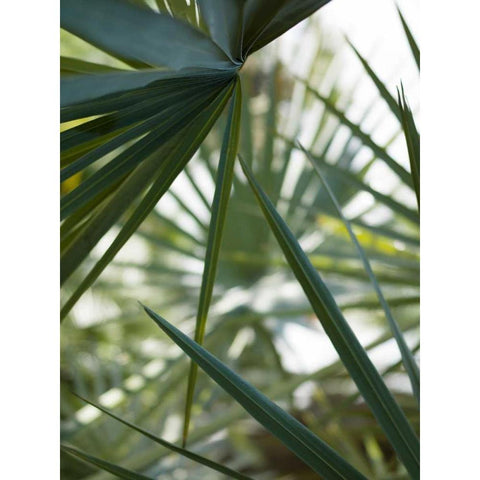 Transcending II Black Modern Wood Framed Art Print by Mourier, Lily