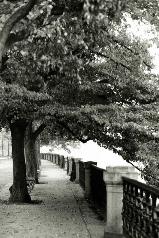 Park at Dusk II White Modern Wood Framed Art Print with Double Matting by Denardo, Laura