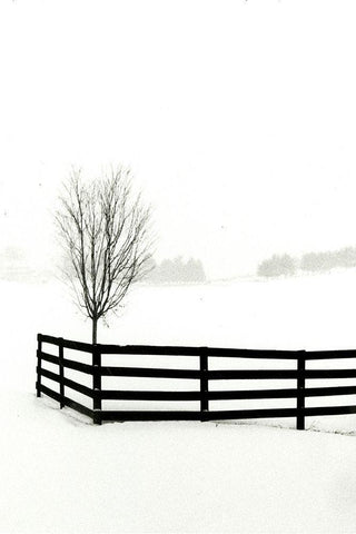 Snowy Wonderland I  Black Ornate Wood Framed Art Print with Double Matting by Denardo, Laura