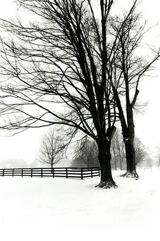 Snowy Wonderland II White Modern Wood Framed Art Print with Double Matting by Denardo, Laura