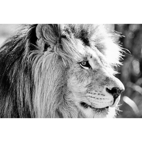 Majestic White Modern Wood Framed Art Print by Drummond, Max