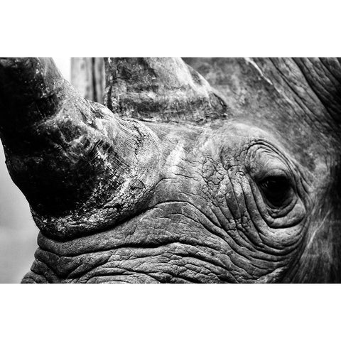 Strength Black Modern Wood Framed Art Print by Drummond, Max
