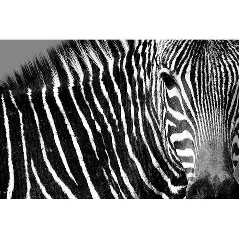 Curiosity White Modern Wood Framed Art Print by Drummond, Max