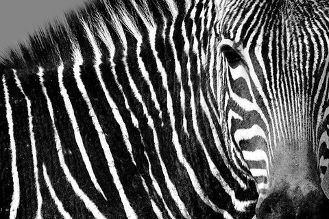 Curiosity Black Ornate Wood Framed Art Print with Double Matting by Drummond, Max