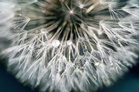 Dandelion Wishes White Modern Wood Framed Art Print with Double Matting by Miller, Irene