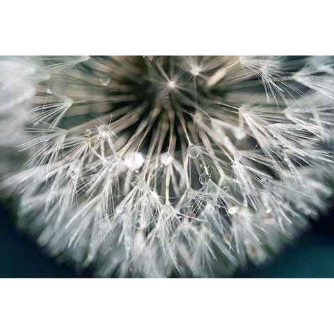 Dandelion Wishes Black Modern Wood Framed Art Print by Miller, Irene