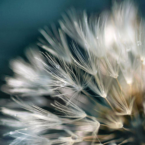 Dandelion Dreams I Black Modern Wood Framed Art Print by Miller, Irene