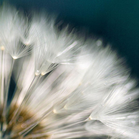 Dandelion Dreams II Gold Ornate Wood Framed Art Print with Double Matting by Miller, Irene