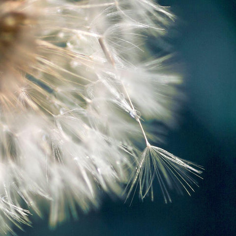 Dandelion Dreams III Black Modern Wood Framed Art Print by Miller, Irene
