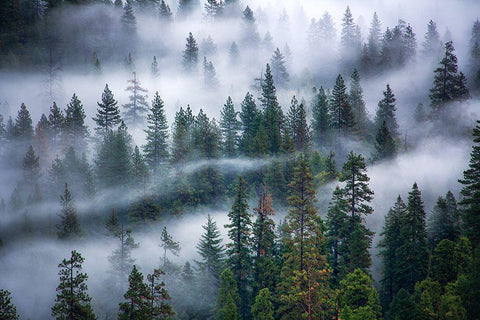 Fog swirling through trees Black Ornate Wood Framed Art Print with Double Matting by Frates, Nicki