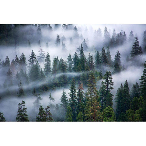 Fog swirling through trees Black Modern Wood Framed Art Print with Double Matting by Frates, Nicki