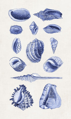 Blue Shells II Black Modern Wood Framed Art Print by Haase, Andrea