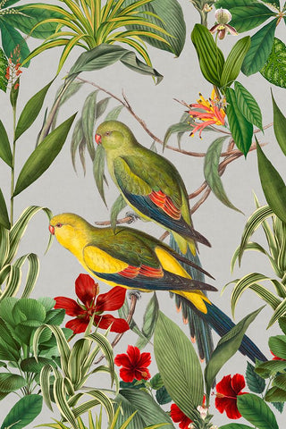 Parakeets Tropical Garden  II White Modern Wood Framed Art Print with Double Matting by Haase, Andrea