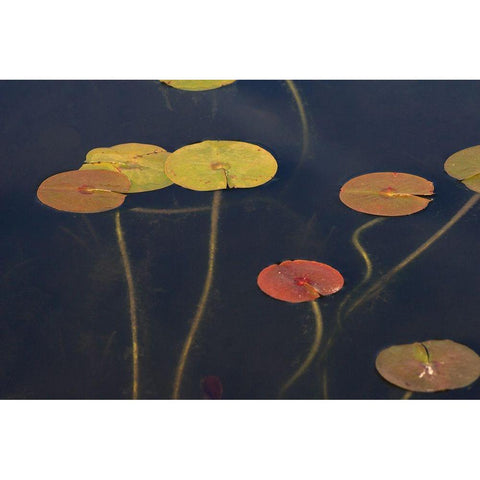 Lilypad II Black Modern Wood Framed Art Print with Double Matting by Stelfox, Norm