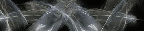 Feathers White Modern Wood Framed Art Print with Double Matting by Stelfox, Norm