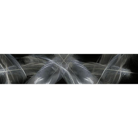Feathers Black Modern Wood Framed Art Print by Stelfox, Norm