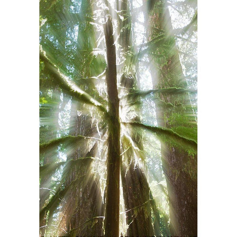 Trees Bathed in Light I Gold Ornate Wood Framed Art Print with Double Matting by Stelfox, Norm
