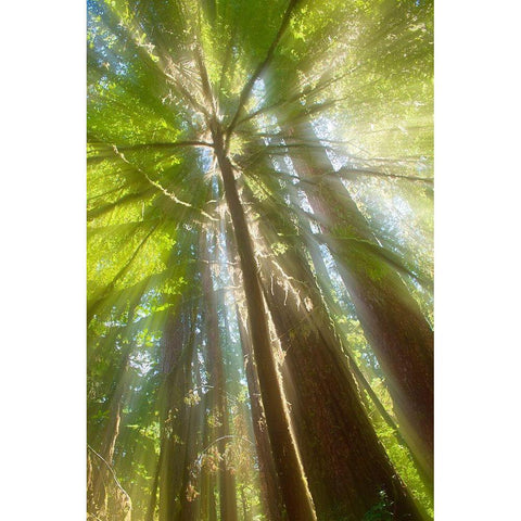 Trees Bathed in Light II White Modern Wood Framed Art Print by Stelfox, Norm