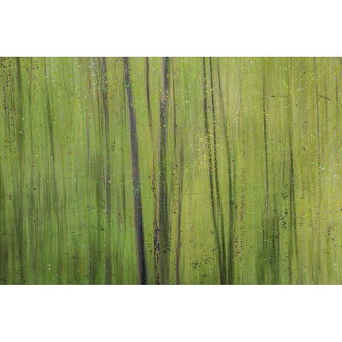 Green I White Modern Wood Framed Art Print by Stelfox, Norm