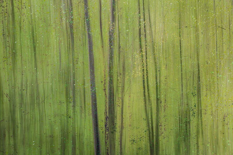 Green I White Modern Wood Framed Art Print with Double Matting by Stelfox, Norm