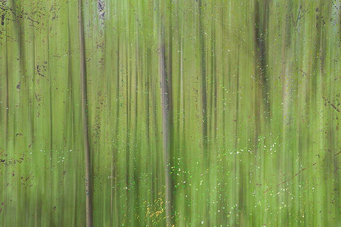Green II White Modern Wood Framed Art Print with Double Matting by Stelfox, Norm