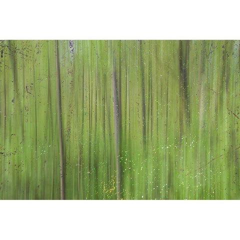Green II Black Modern Wood Framed Art Print by Stelfox, Norm