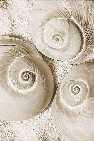 seashell II Black Ornate Wood Framed Art Print with Double Matting by Stelfox, Norm