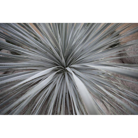 Sharp Rays White Modern Wood Framed Art Print by Stelfox, Norm