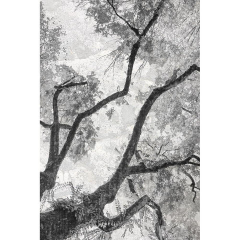 Gloomy Branches Black Modern Wood Framed Art Print with Double Matting by Stelfox, Norm
