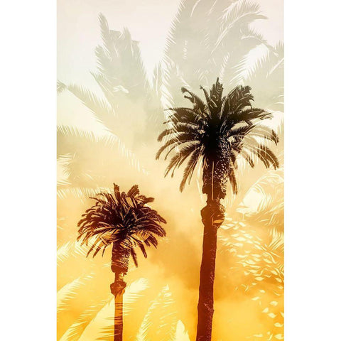 Palm Dreams  Black Modern Wood Framed Art Print by Stelfox, Norm