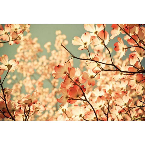 Pink Pic Black Modern Wood Framed Art Print with Double Matting by St. Clair, Olivia Joy