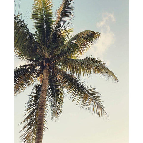 Coconut Palm  Black Modern Wood Framed Art Print with Double Matting by Joy, Olivia