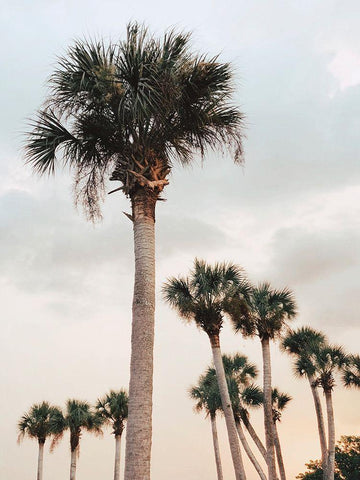 Tall Palms  White Modern Wood Framed Art Print with Double Matting by Joy, Olivia