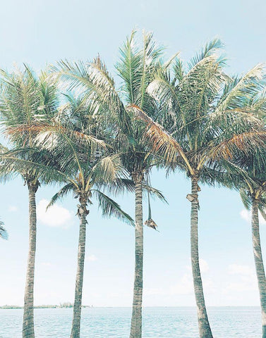 Island of Palms  White Modern Wood Framed Art Print with Double Matting by Joy, Olivia