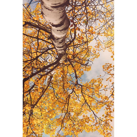 Fall Coloured Leaves  White Modern Wood Framed Art Print by Joy, Olivia