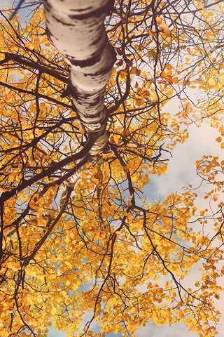Fall Coloured Leaves  White Modern Wood Framed Art Print with Double Matting by Joy, Olivia