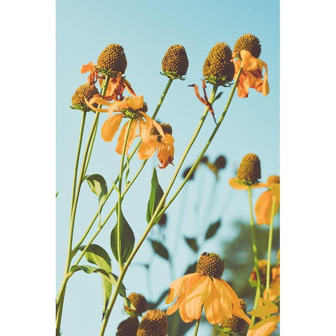 Reaching Sunlight  White Modern Wood Framed Art Print by Joy, Olivia