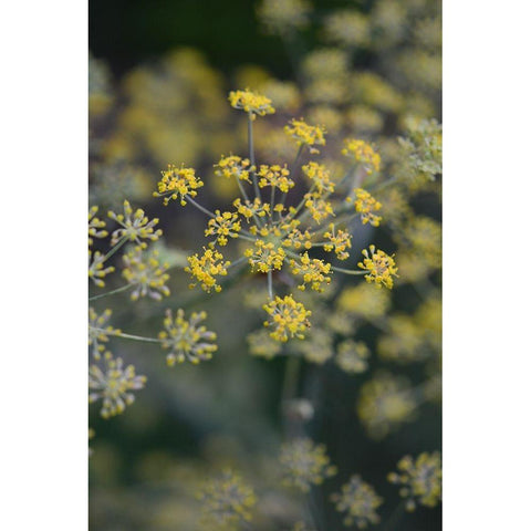 Little Yellow White Modern Wood Framed Art Print by Joy, Olivia