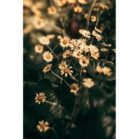 Little Garden Black Modern Wood Framed Art Print by Joy, Olivia